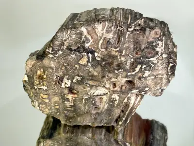 Prokřemenělé dřevo