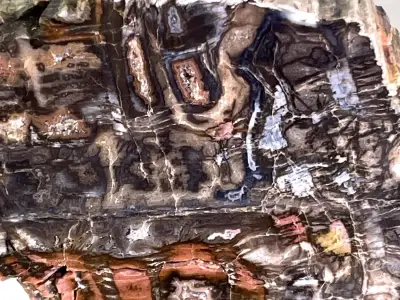 Prokřemenělé dřevo