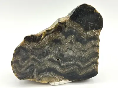 Zkamenělá rašelina