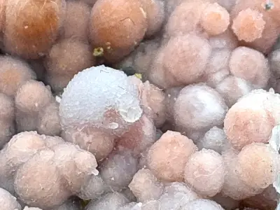 Chalcedon
